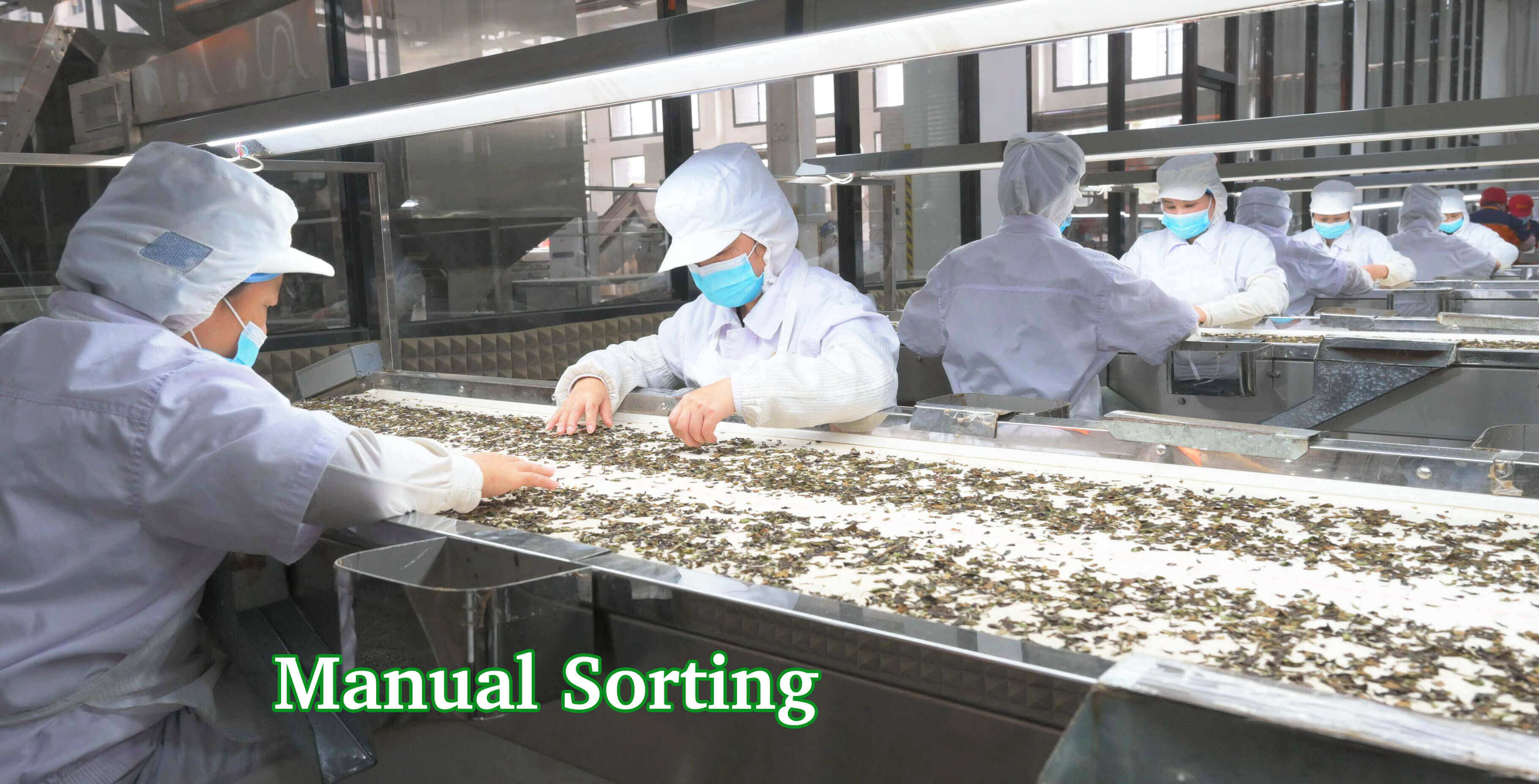 Manual sorting of tea
